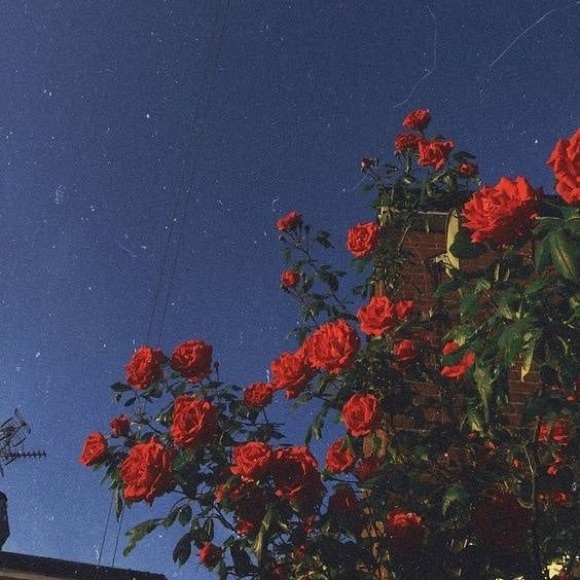 she/her - Picture 4 of 4